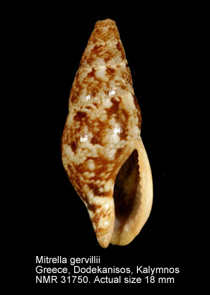 Mitrella gervillii (2).jpg - Mitrella gervillii(Payraudeau,1826)
